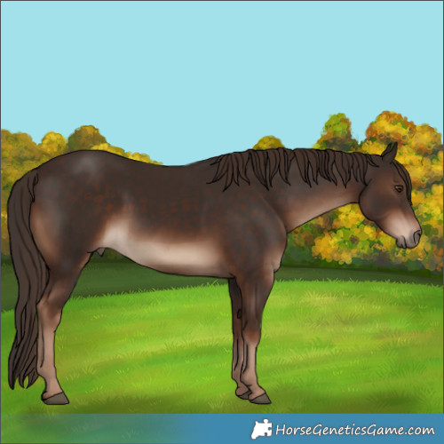 Horse Color:White Spotted Liver Chestnut Rabicano