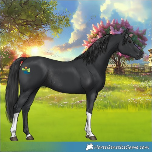 Horse Color:Black Tobiano Rabicano 