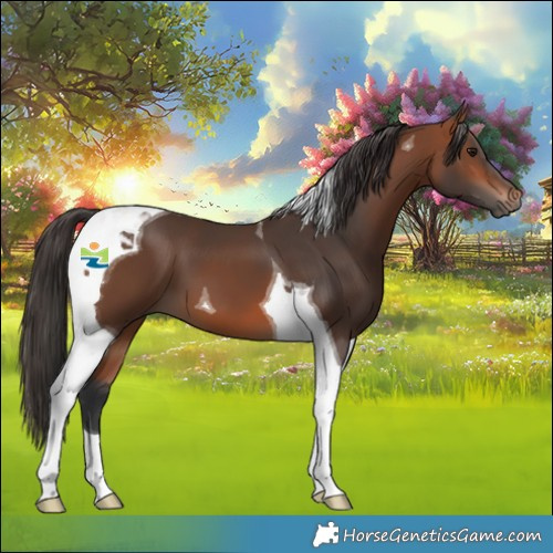 Horse Color:Bay Tobiano 