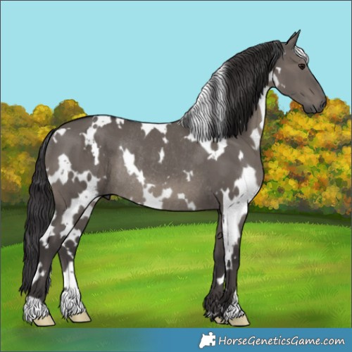 Horse Color:White Spotted Smoky Grullo Rabicano