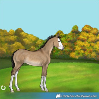 Horse Color:Gray Bay Dun Splash Rabicano 
