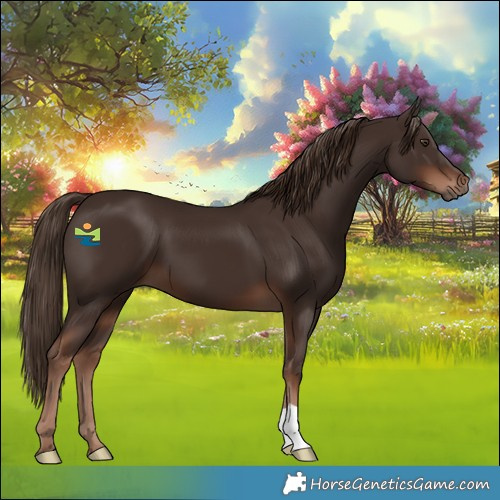 Horse Color:Liver Chestnut 