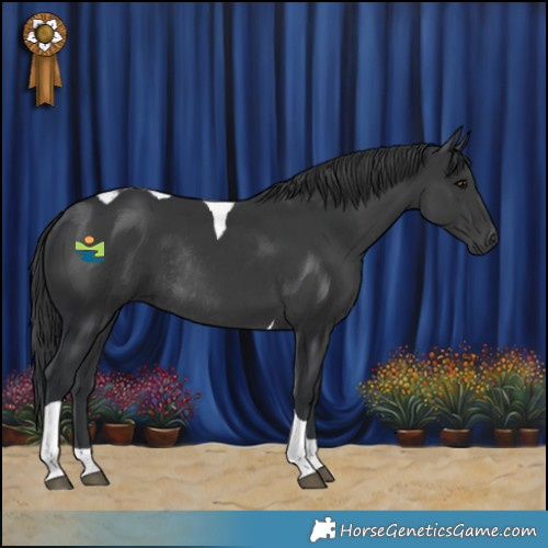 Horse Color:Black Tobiano Rabicano