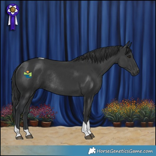Horse Color:Black Tobiano Rabicano