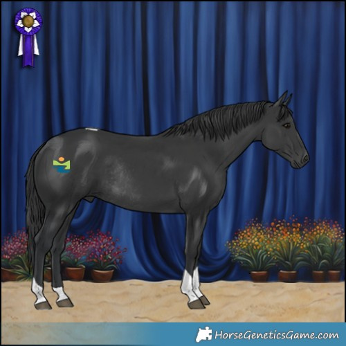 Horse Color:Black Tobiano Rabicano