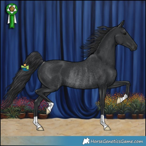 Horse Color:Black Rabicano