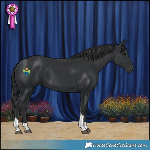 Horse Color:Black Tobiano 