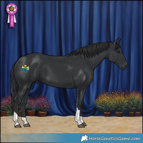 Horse Color:Black Tobiano