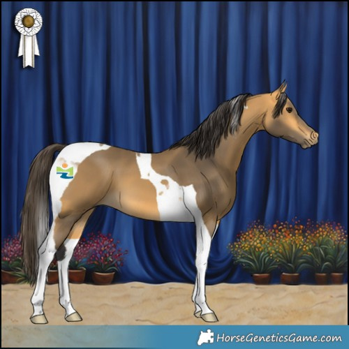 Horse Color:Buckskin Tobiano