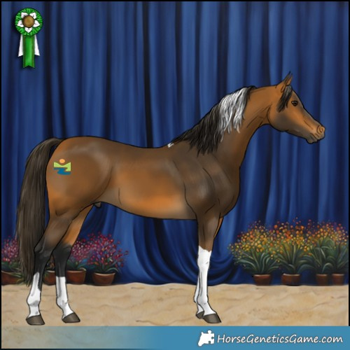 Horse Color:Gray Buckskin Tobiano 