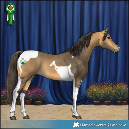 Horse Color:Buckskin Tobiano 