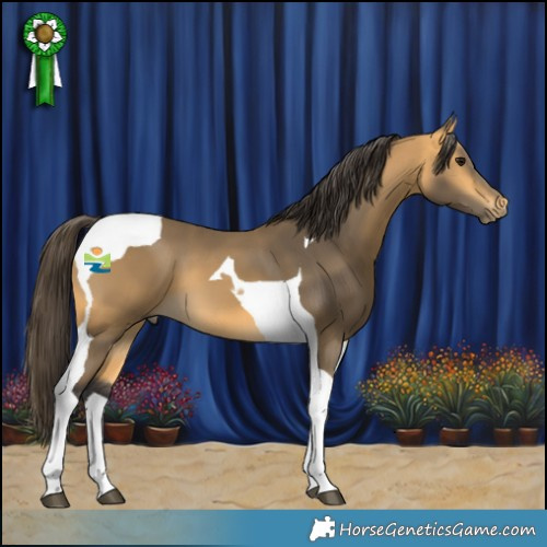 Horse Color:Buckskin Tobiano