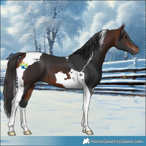 Horse Color:Bay Tobiano 