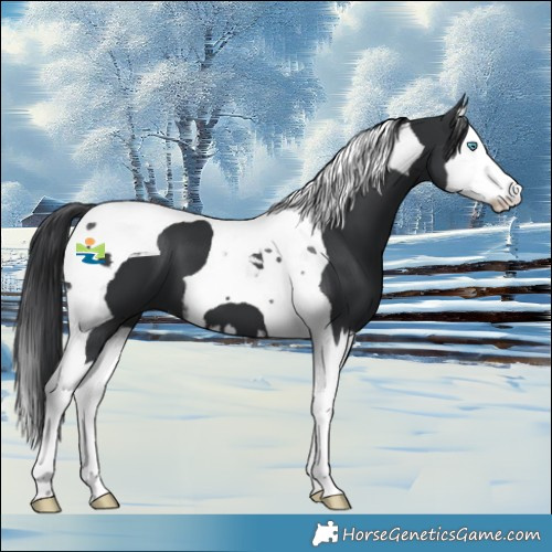 Horse Color:Black Splash Tobiano