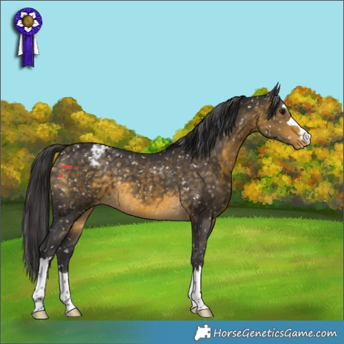 Horse Color:Buckskin Snowflake Varnish