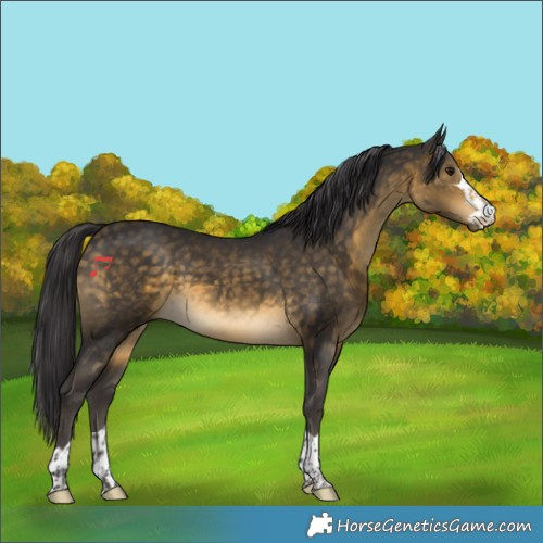 Horse Color:Buckskin