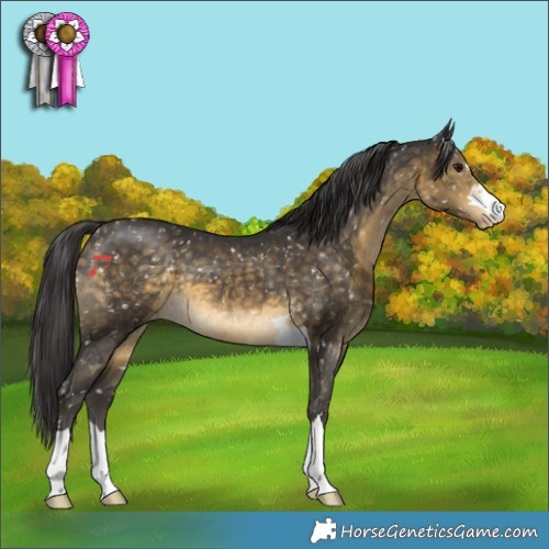 Horse Color:Buckskin Appaloosa