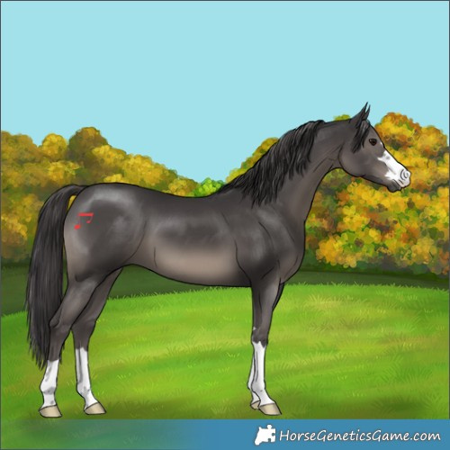 Horse Color:Smoky Black 