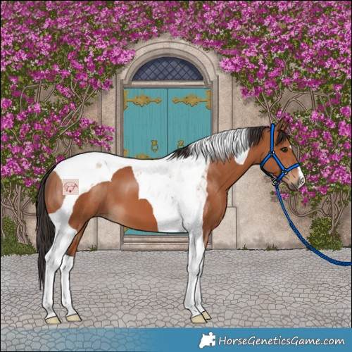 Horse Color:Bay Tobiano 