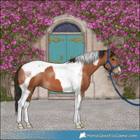 Horse Color:Bay Tobiano