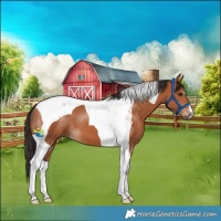 Horse Color:Bay Tobiano