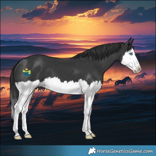 Horse Color:Black Sabino Splash Appaloosa 