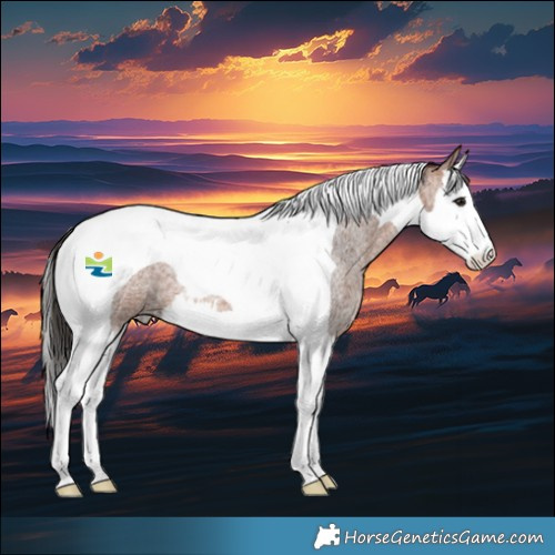 Horse Color:Bay Roan Splash Tobiano 