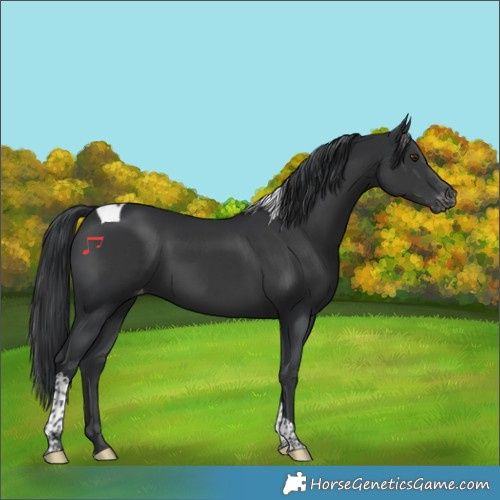 Horse Color:Black Tobiano Varnish