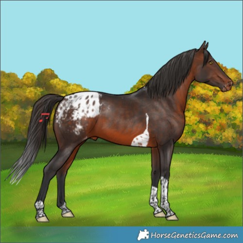 Horse Color:Brown Tobiano Appaloosa