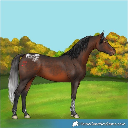 Horse Color:Brown Tobiano Varnish