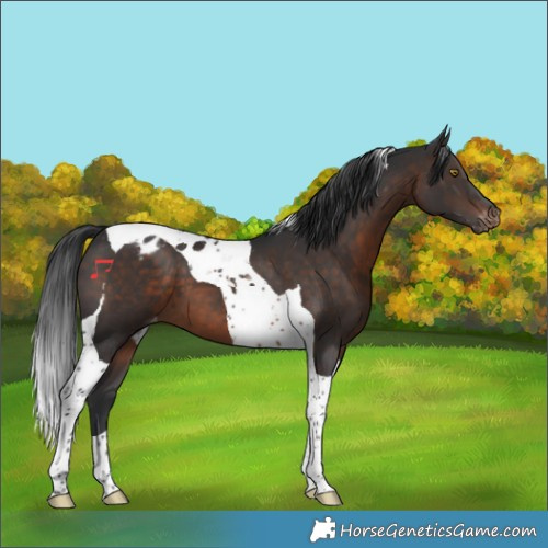 Horse Color:Brown Tobiano Appaloosa