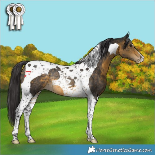 Horse Color:Buckskin Tobiano Appaloosa Rabicano 