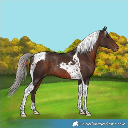 Horse Color:Silver Brown Tobiano Appaloosa Rabicano