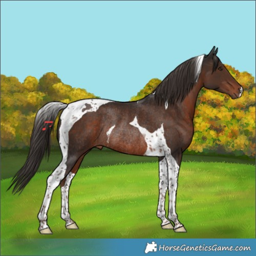Horse Color:Liver Chestnut Tobiano Rabicano