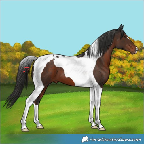Horse Color:Liver Chestnut Tobiano 