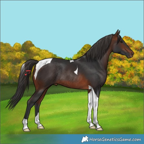 Horse Color:Bay Tobiano Rabicano 