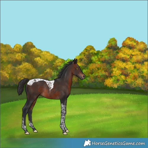 Horse Color:Bay Tobiano Rabicano 