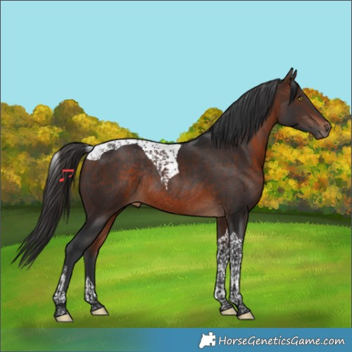 Horse Color:Bay Tobiano Rabicano 