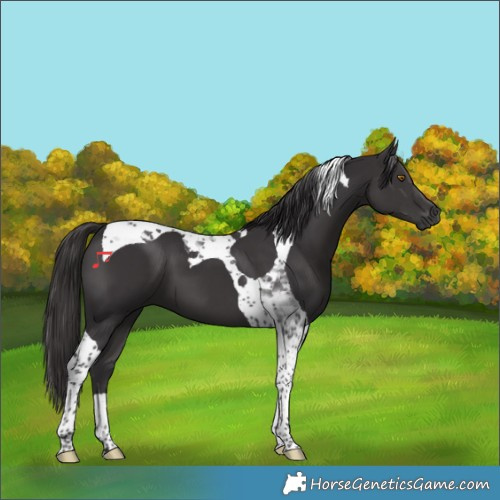 Horse Color:Smoky Black Tobiano 