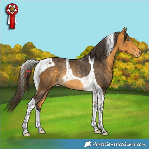 Horse Color:Buckskin Tobiano Appaloosa Rabicano