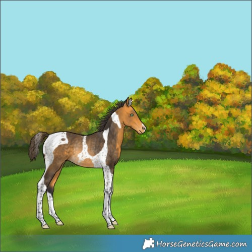 Horse Color:Buckskin Tobiano Appaloosa Rabicano 
