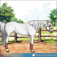 Horse Color:White Spotted Black Splash Tobiano Frame Near Leopard 