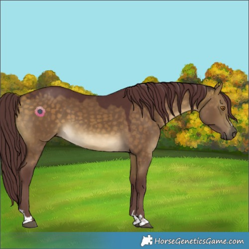Horse Color:Chocolate Buckskin Dun