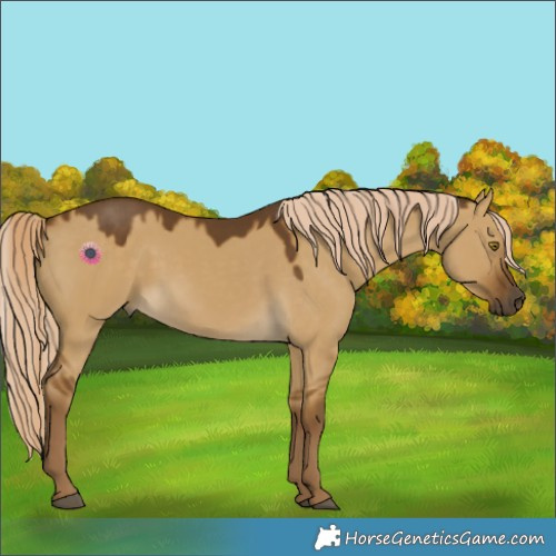 Horse Color:Chocolate Palomino Dun