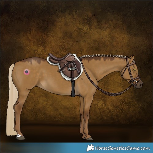 Horse Color:Chocolate Palomino Dun 