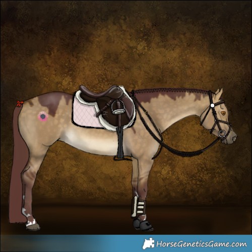 Horse Color:Chocolate Buckskin Dun 