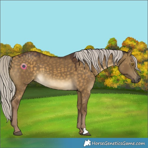 Horse Color:Chocolate Silver Buckskin Dun 