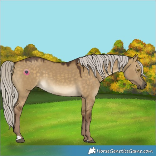 Horse Color:Chocolate Silver Buckskin Dun 