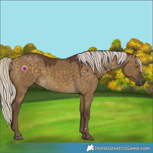 Horse Color:Chocolate Silver Buckskin Dun 