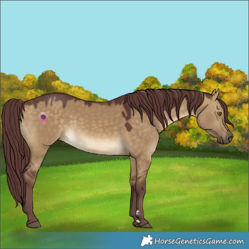Horse Color:Chocolate Buckskin Dun 